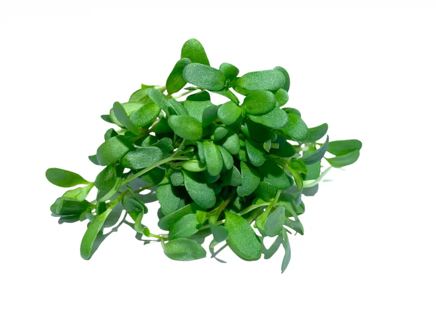 Microgreen de alfalfa muestras