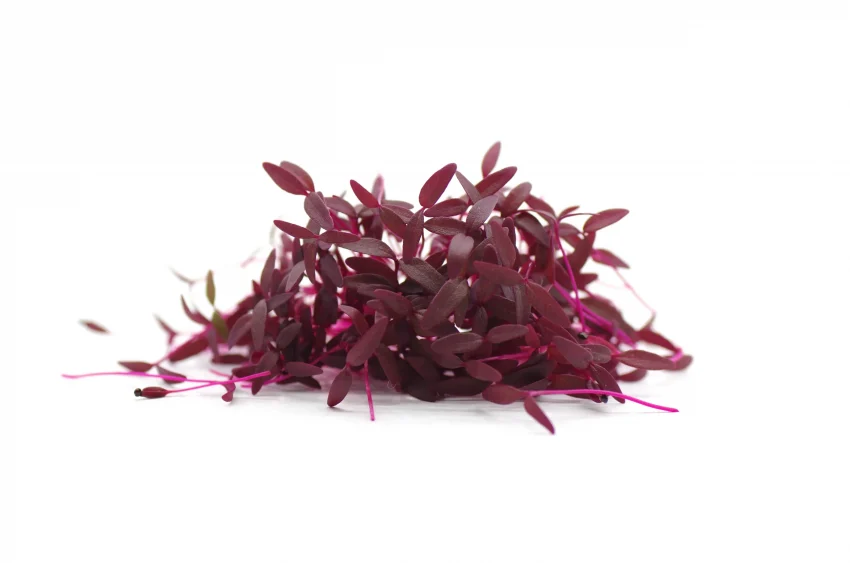 Microgreen de amaranto 3