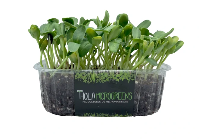 Microgreens de girasol tarrina logo