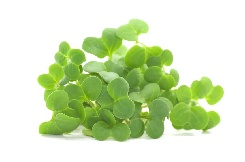 Microgreens de mostaza blanca