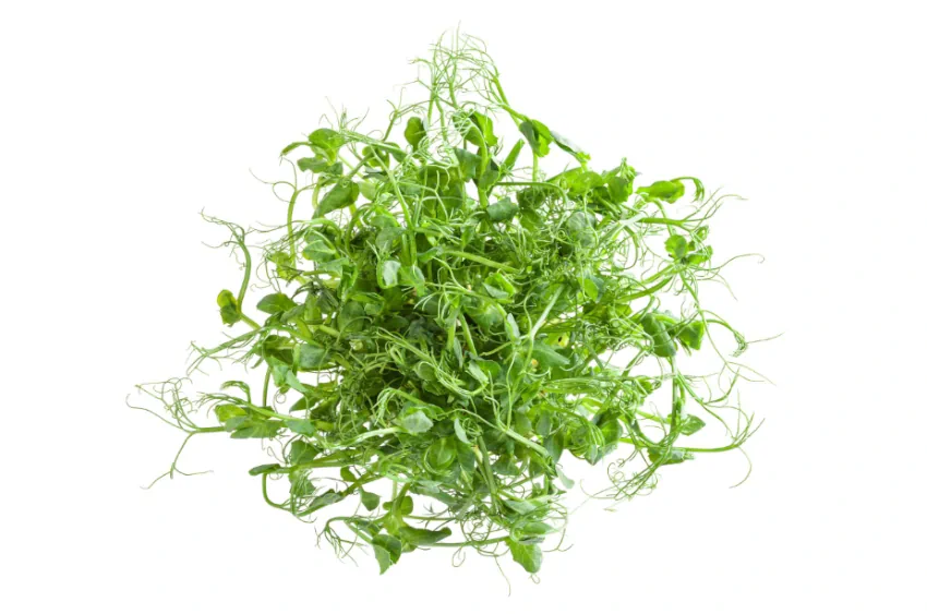 micorgeens de guisantes