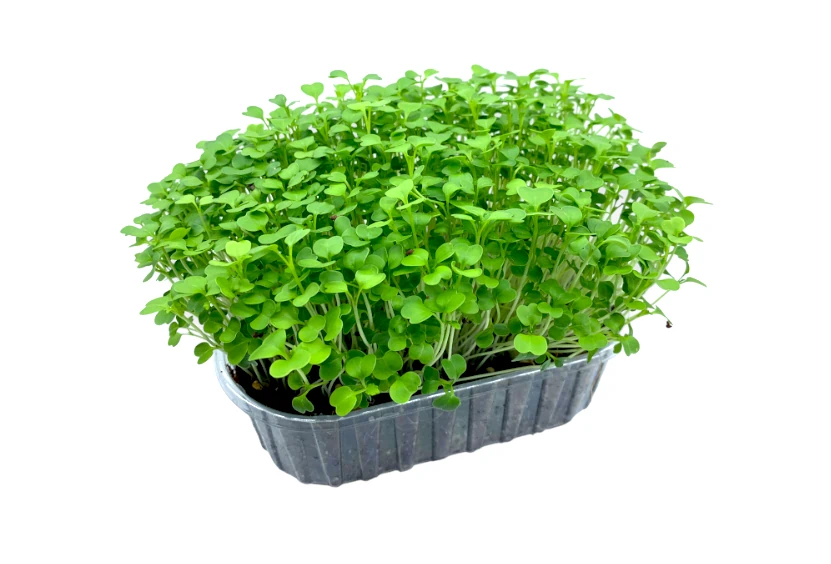 microgreens de brocoli vista lateral