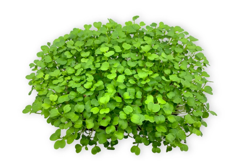 microgreens de brocoli vista superior