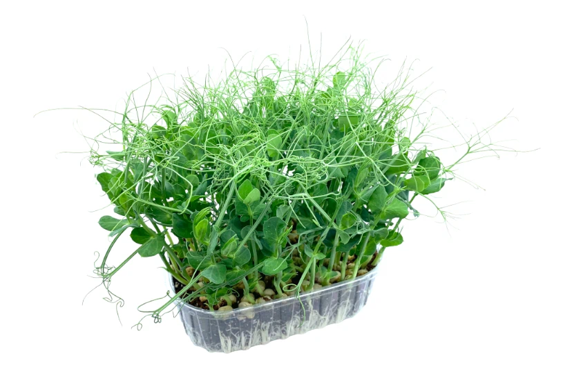 microgreens de guisante vista lateral