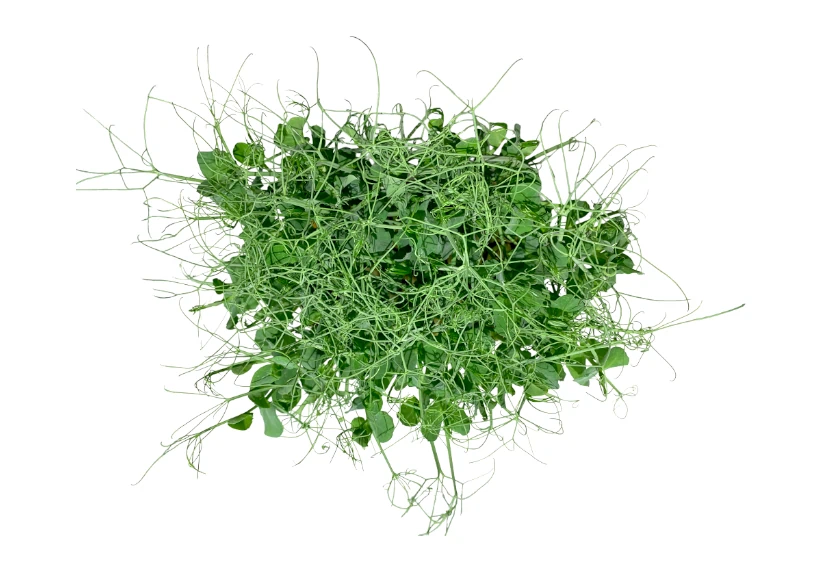 microgreens de guisante vista superior
