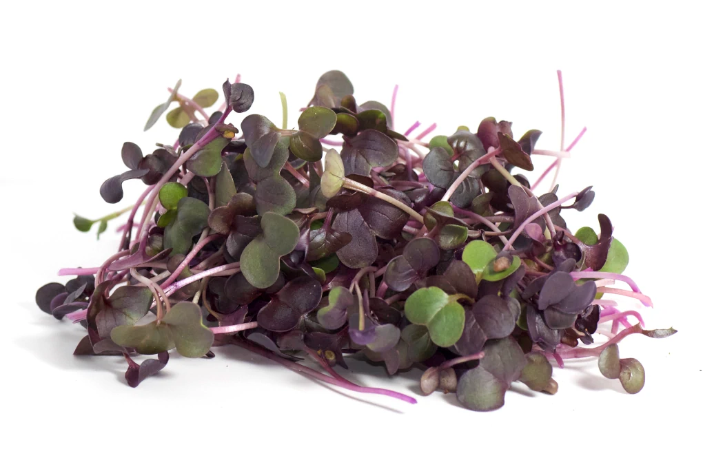 microgreens rabano sango cortado