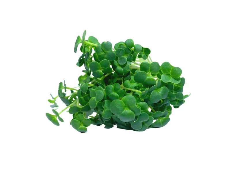 Microgreen de brocoli calabrese muestra