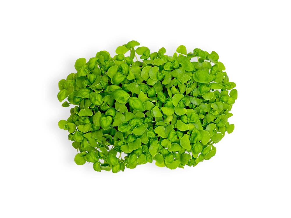 Microgreens de Albahaca tarrina logo