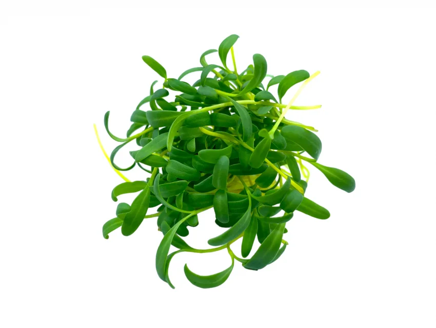 Microgreens de acelga amarilla