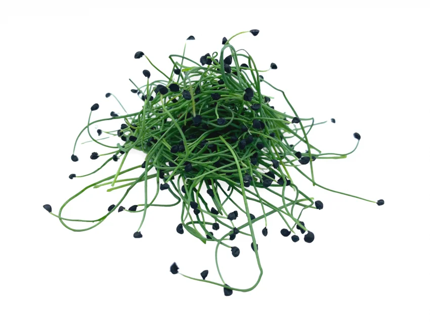 Microgreens de cebolla