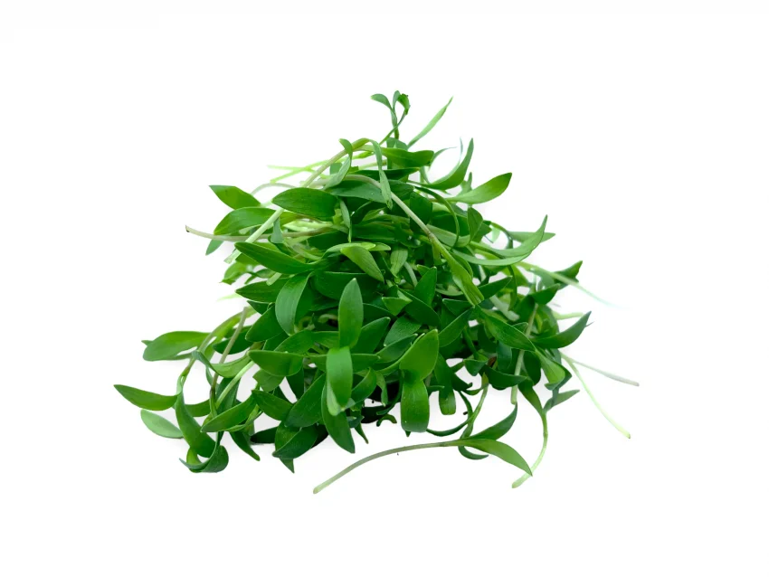Microgreens de cilantro muestra