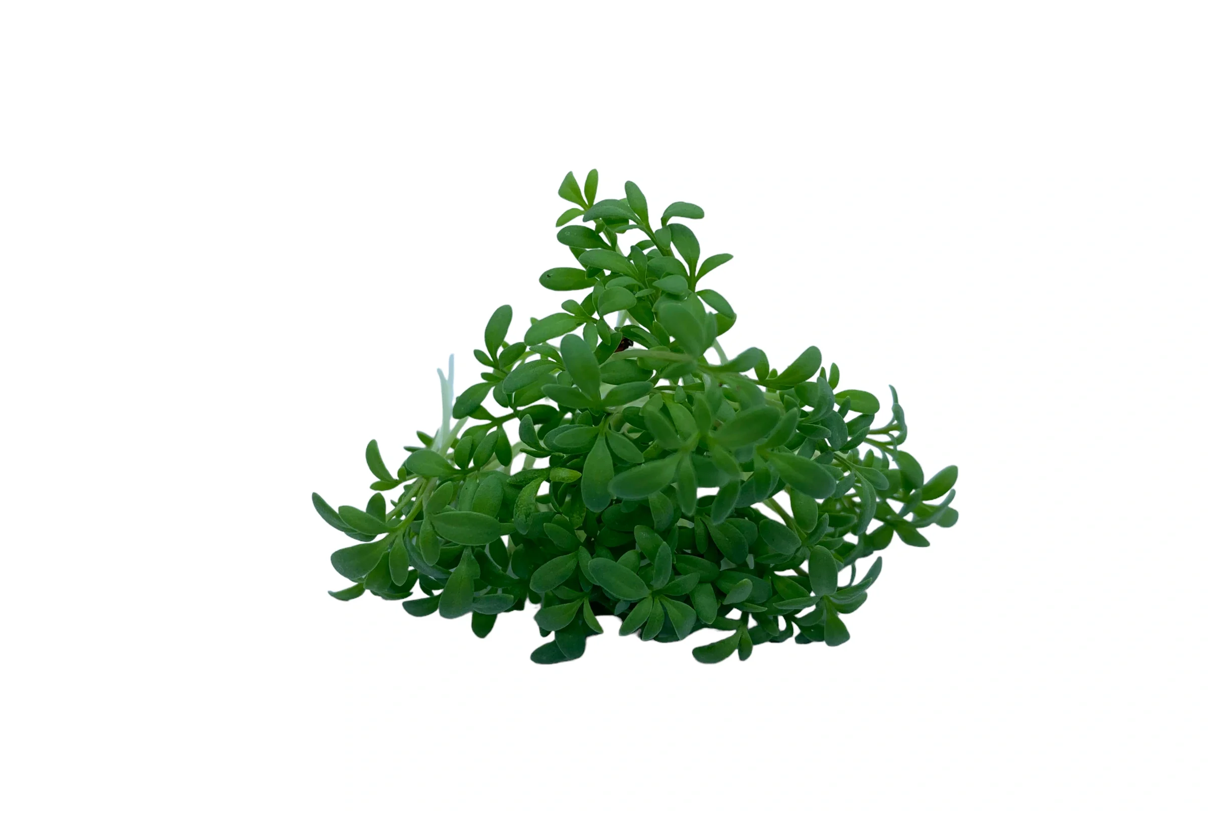 microgreens de berro cress muestra