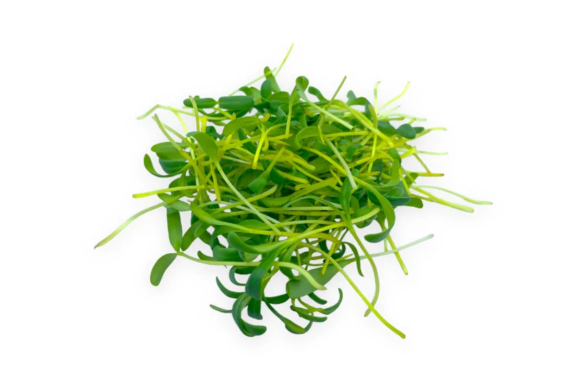 microgreens de acelga amarilla muestra 2