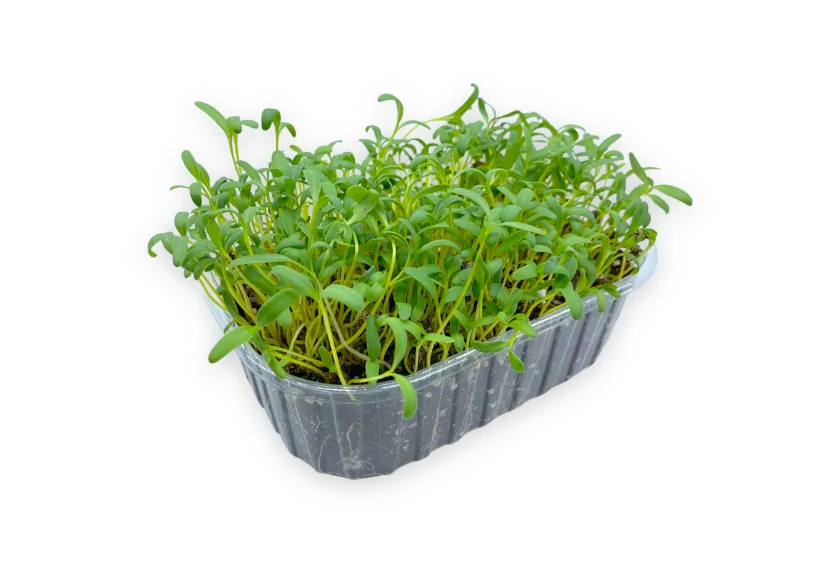 microgreens de acelga amarilla vista lateral
