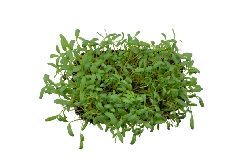 microgreens de acelga amarilla vista superior