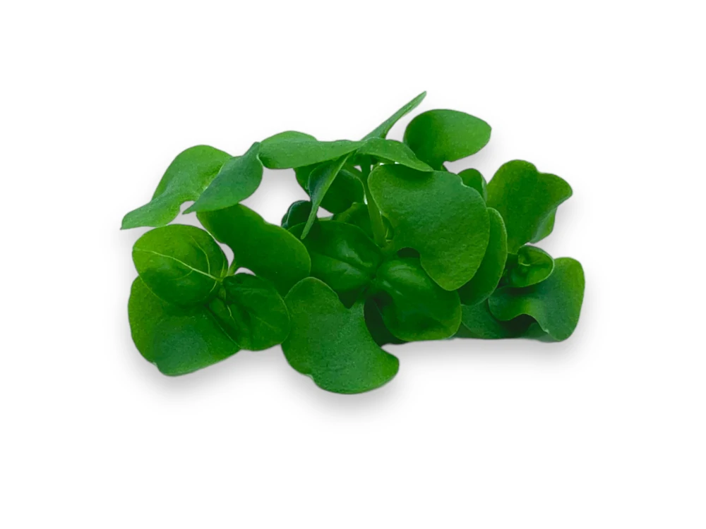 microgreens de albahaca muestra 2