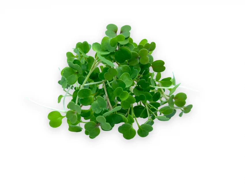 microgreens de rucula muestra