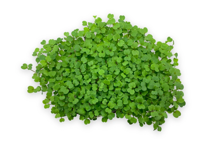 microgreens de rucula vista superior