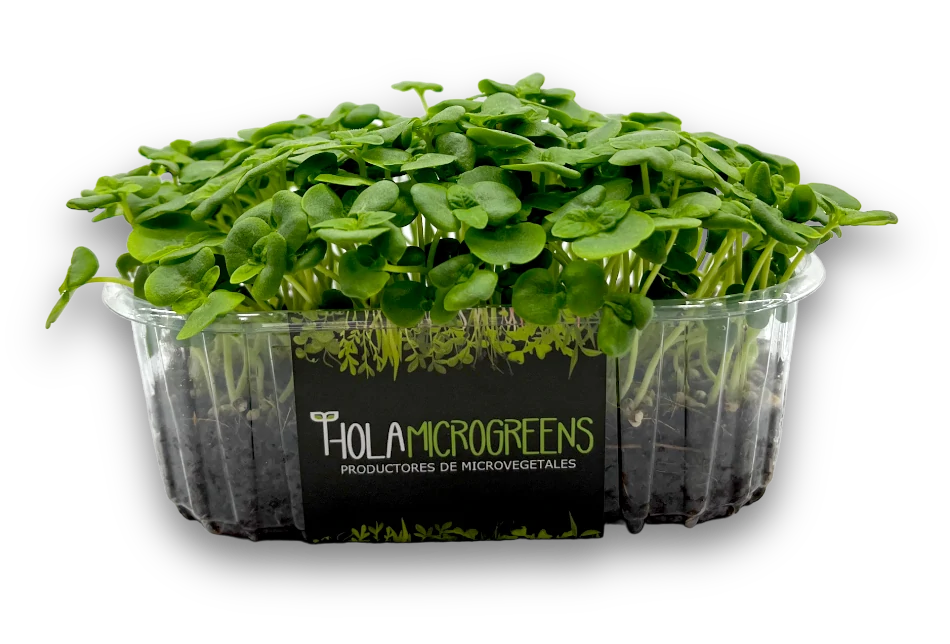 Microgreens de Shiso en tarrina con logo