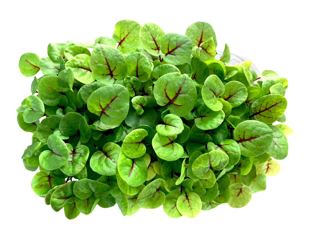 Microgreens de acedera vista superior