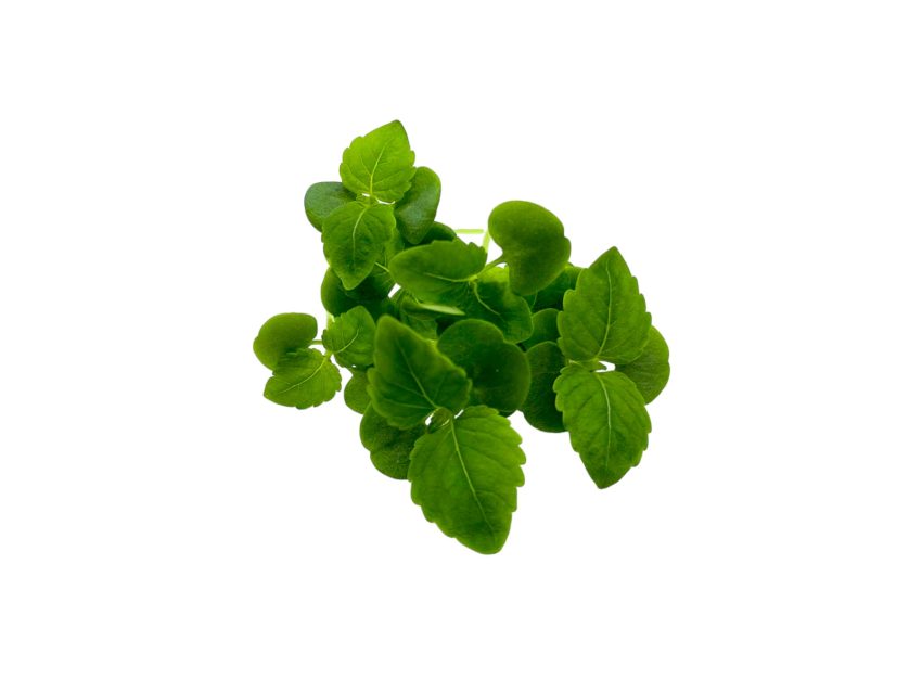 Microgreens de Shiso