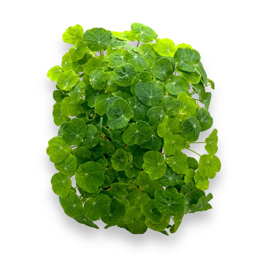 Microgreens de Capuchina tarrina vista superior