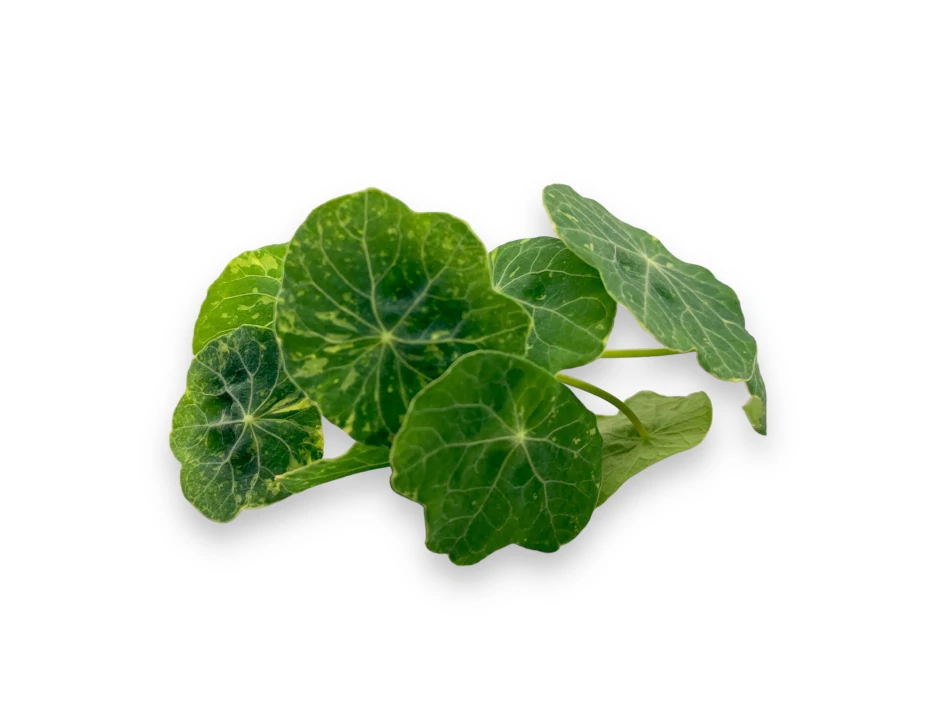 Microgreens de Capuchina