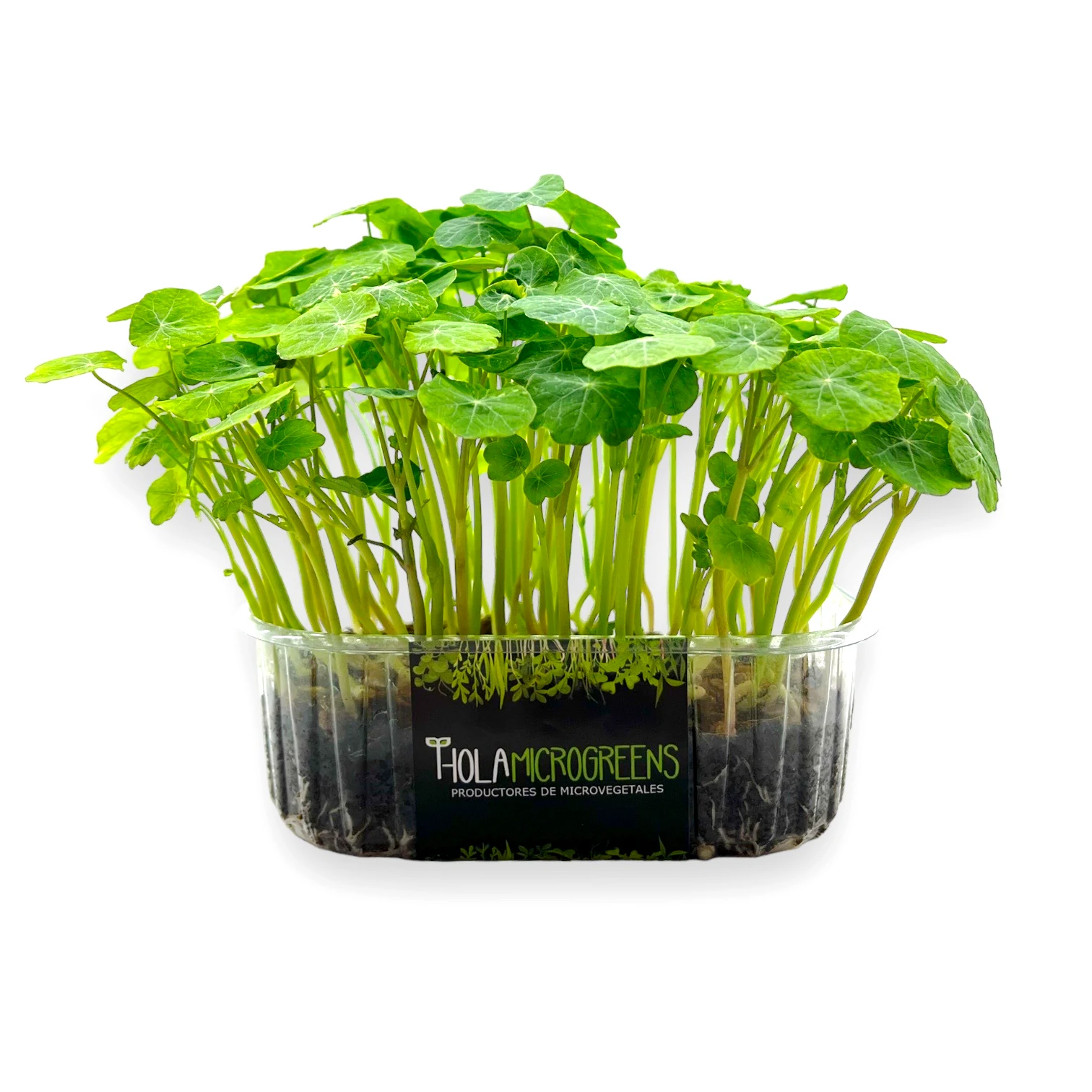 Microgreens de capuchina tarrina vista fronta
