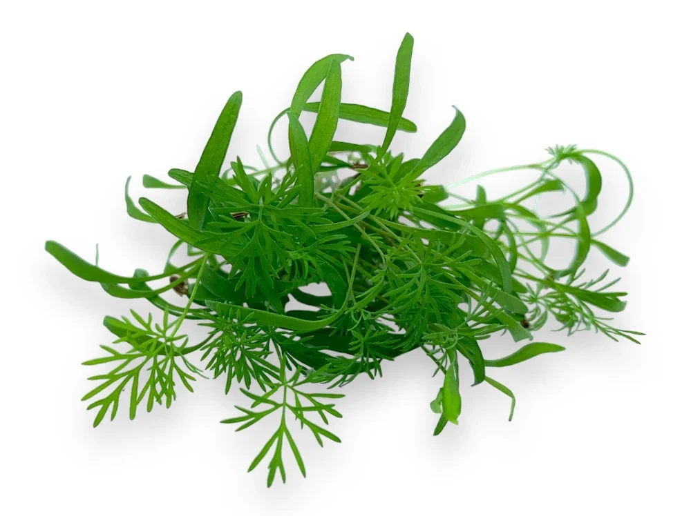 Microgreens de Eneldo muestra