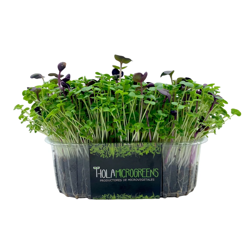 microgreens de trigo vista frontal fondo blanco