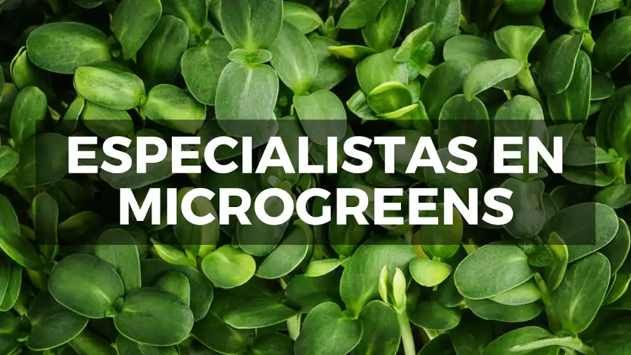 especialista-en-microgreens-fondo-giirasol-min