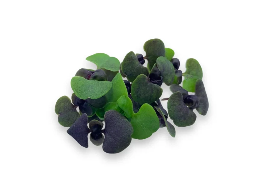 microgreens de albahaca morada y verde muestra