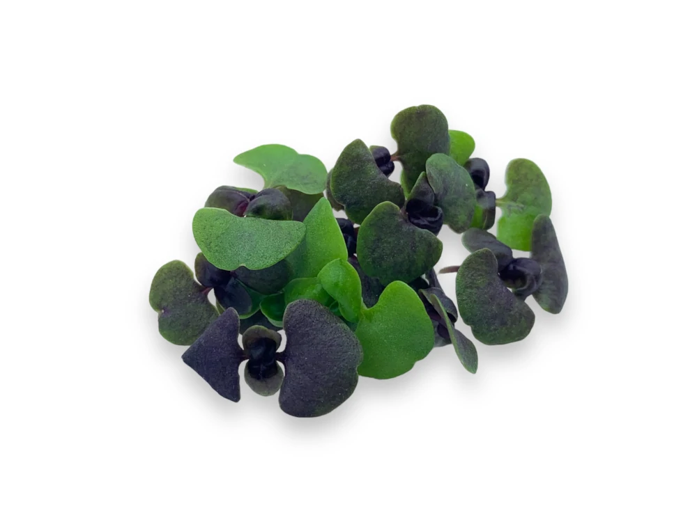 microgreens de albahaca morada y verde muestra