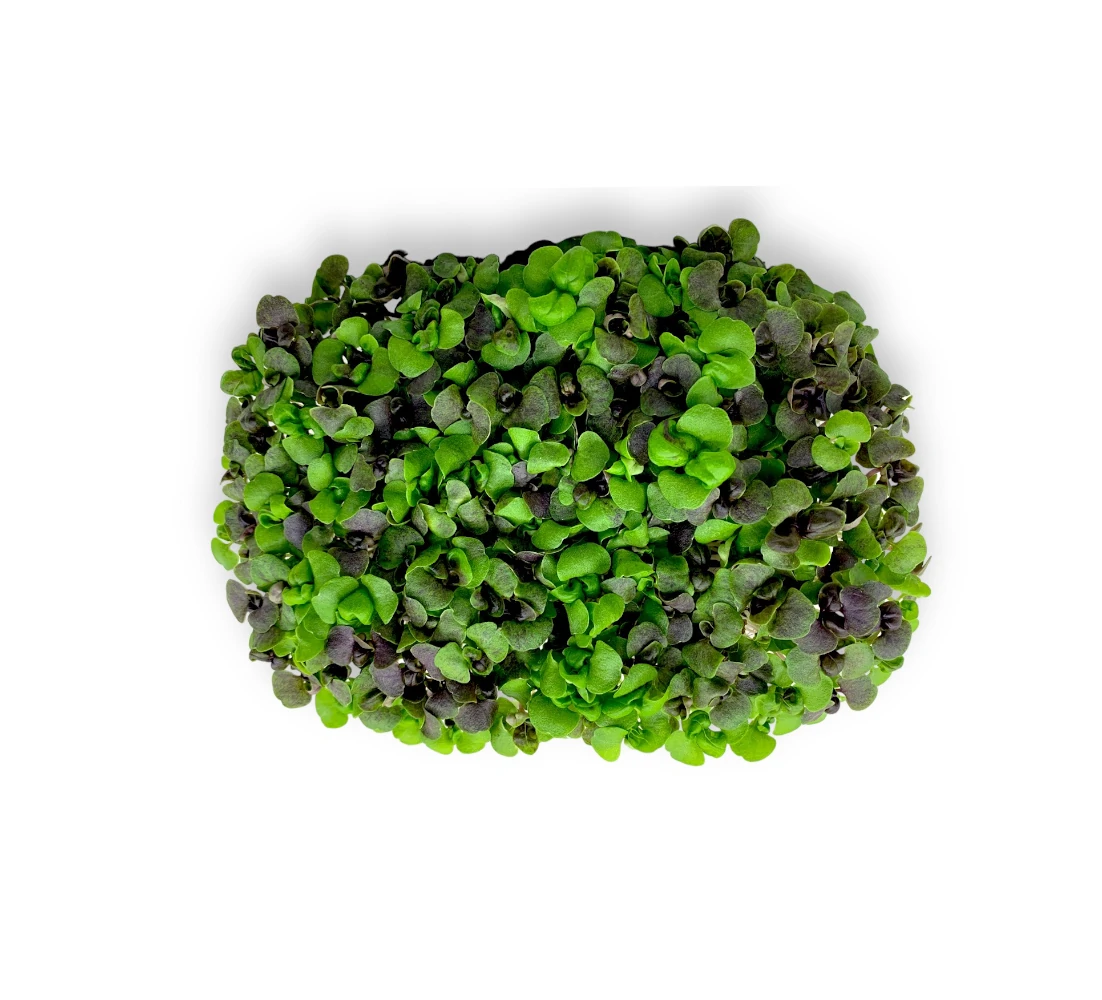 microgreens de albahaca morada y verde vista superior