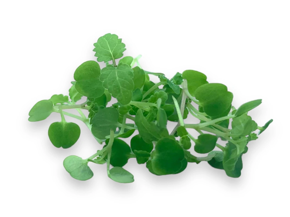 microgreens de lemon Balm muestra
