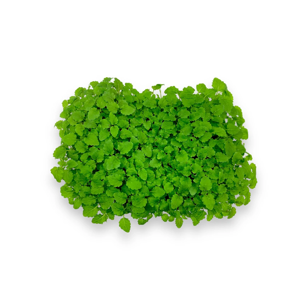 microgreens de lemon balm en tarrina holamicro vista superior
