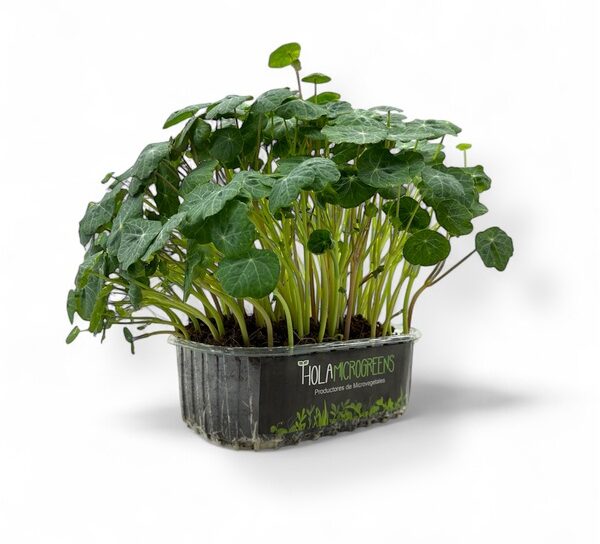 microgreens de capuchina