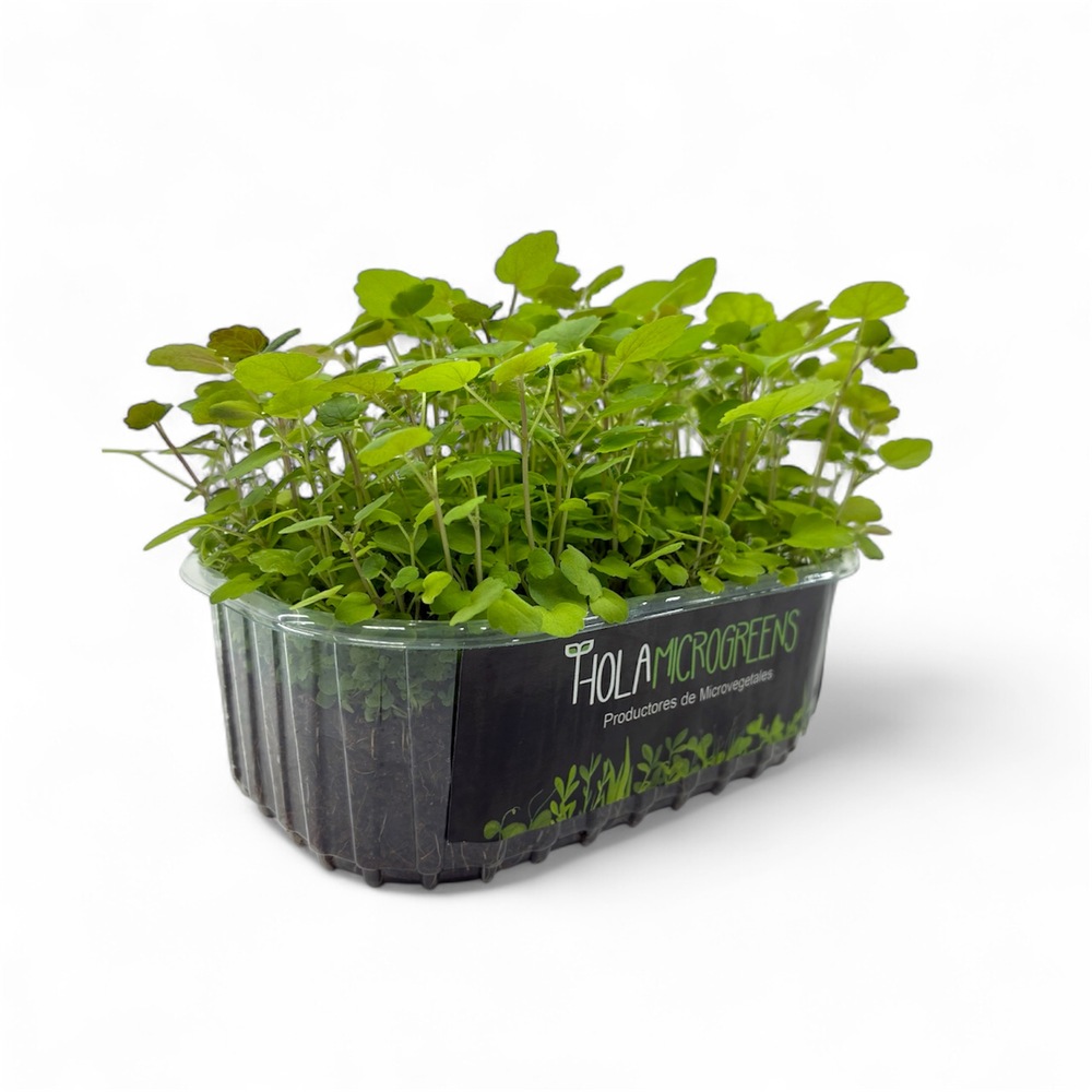microgreens de capuchina
